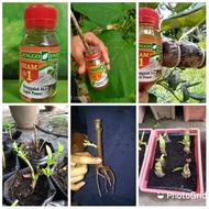 Baja Penggalak Akar Pokok Fertilizer Power Gardening Home Living Keladi Murah Thailand Rare Shycool Green Milagro Organi