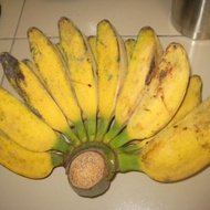 Anak pokok pisang abu