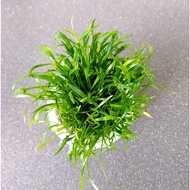 Snake Tongue Grass aquatic plant - shallow leaves