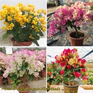 stockNEW[Quick Delivery] 100pcs Colorful Bougainvillea Flower Seeds Real Potted Live Plants for Sale