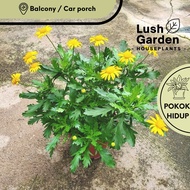 Euryops Chrsanthemoides / Bunga Kuning 黄菊 小黄花  150mm Pot Outdoor Live Plant Flower Pokok Hiasan [Lus