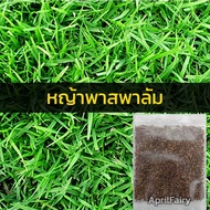เมล็ดพันธุ์ เมล็ดหญ้า 1,000+ เมล็ด หญ้าเบอร์มิวด้า หญ้าญี่ปุ่น หญ้านวลน้อย หญ้ามาเลเซีย หญ้าไต้หวัน หญ้าพาสพาลั่ม grass seed