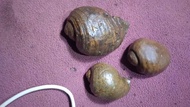 keong jumbo fosil