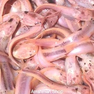 Ikan Lele Albino - Lele Albino - Ikan lele albino Belang Terlaris