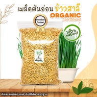 เมล็ดต้นอ่อนข้าวสาลี Organic100% เมล็ดพันธุ์ผัก เมล็ดสำหรับเพาะงอกพร้อมปลูก ต้นอ่อนข้าวสาลี