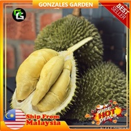 Anak Pokok Durian Kim Hong D198 Import Dari Thailand