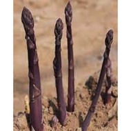 Plant/Vegetable/Seed - Asparagus root crown 芦笋 根 purple and green