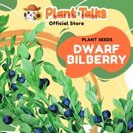 Plant Talks Dwarf Bilberry Fruit Plant Seeds Blueberry
