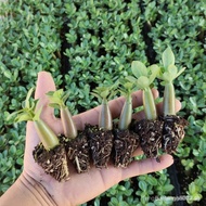 Potted Desert Rose Wood Desert Rose Desert Rose Double Petal Four Seasons Potted Plant Drought Toler