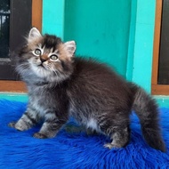 Terbaru Kucing Kitten Persia Mix Mainecoon Usia 2,5 Bulan Lucu Joss