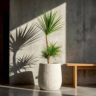 龍血樹 龍鐵樹 奶白色樹紋落地大盆栽 開幕花盆 觀葉植物