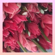 MERAH Red KANTAN | Fresh Picked.