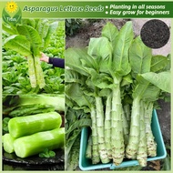 100% Legit Fresh Organic Asparagus Lettuce Seeds Vegetable Seeds for Planting Vegetable Plants (150p