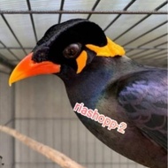 burung beo medan pintar bicara dewasa mewah mempesona