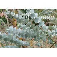 银元品种尤加利种子 新手配套Silver Dollars Eucalyptus Seeds切花常用尤加利花材