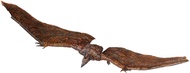 Hiya Toys Godzilla: King of Monsters - Rodan (Flameborn) Exquisite Basic Previews Exclusive Action F