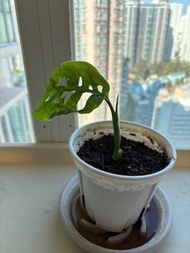 Monstera Epipremnoides ME 巨洞 龜背竹 盆栽
