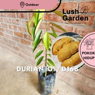 Anak Pokok Durian IOI / D168 / Durian Mas Hajah Hasmah / Durian 101 | Fruit Tree Live Plant [Lush Ga