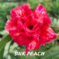 PEACH 富贵花沙漠玫瑰 ADENIUM PLANT BUNGA KEMBOJA  泰国花色THAILAND