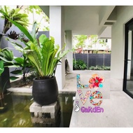 Bird Nest Fern - Paku Langsuir (Exotic Tropical Breed)