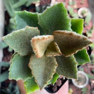 ๑ ✻ ◰ Kalanchoe beharensis