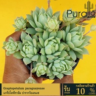 ต้นไม้อวบน้ำ กุหลาบหิน แกร๊ปโตพีทาลัม ปารากวัยเอนเซ Graptopetalum paraguayense #succulent #กุหลาบหิน #Graptopetalum