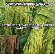 BENIH PADI HIBRIDA SUPER