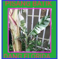 VARIEGATED BANANA | PISANG BATIK | DANG FLORIDA | MUSA AEAE