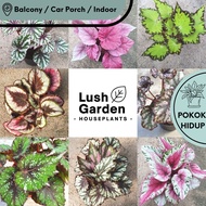 Rex Begonia / Asam Batu (Part 1) 秋海棠 120mm Pot Live Plant Pokok Hiasan [Lush Garden]