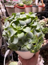 多肉植物   粉的/紫的山地玫瑰🌹連自動吸水盆    $250起