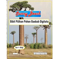 Readyy Bibit Pilihan Pohon Baobab Digitata|Bibit Benih Baobab|Pohon