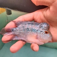 Ikan Louhan Bibit Jenong