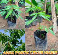 ANAK POKOK CEKUR MANIS SEGAR