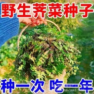 Ready Stock Quick Shipment Wild Vegetable Seeds Vegetables Vegetables Vegetables Vegetables Wild Veg