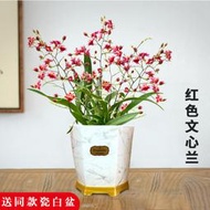 【熱賣】4色香水文心蘭冬帶超多花苞出售 夢香蘭花苗好養花卉綠植室內盆栽