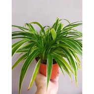 Spider Plant/Chlorophytum Comosum 吊兰(现货)