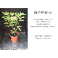 心栽花坊-黃金無花果/4吋/無花果/水果苗/售價300特價250