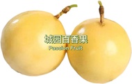 (L size) Buah Markisa Emas Panama Passion Fruit Panama Golden Rose 100% Sweet Vitamin C Antioxidant 