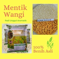 Bibit Padi mentik wangi susu organik