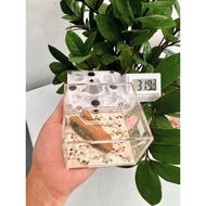 [AA01] - Ant Raising Tank/ Ant's farm/ Ant Raising Box