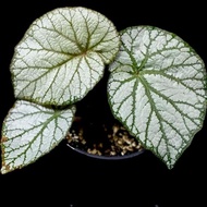 Tanaman hias begonia yoshimura / begonia u400