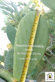 กระบองเพชร​ทานผลทานใบ​ Opuntia​ ficus-indica​ โอพันเทีย​ ฟ​ิคัส​ อินดิก้า สายพันธุ์​นำเข้าจากแอฟริกา