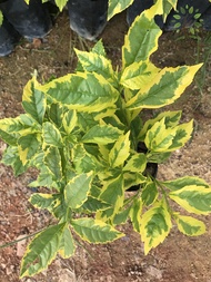 Berjaya Plant Nursery - Duranta Erecta 'Golden Edge'/Repens(Pokok Hidup/Pokok Hiasan Luar Rumah/Real Live Outdoor Plant)