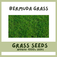 Bermuda Grass Lawn Grass Seeds 1500+ seeds Approx