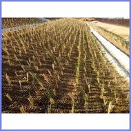 ◰ ⌘ 30pc/ of Vetiver grass Landscaping grass Vetiver, (Chrysopogon zizanioides)