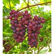 3 Pcs Biji Benih Anggur Red Cardinal Grape Seed Ready Stock Sarawak