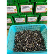 HEX SELF DRILLING SCREW DS-HW520 SKRU AWNING BUMBUNG ATAP/Awning screw/ Skru atap/ Skru bumbung/ Skr