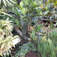 Pohon Buah Nangka Mini Tinggi 1,5meter// Bibit pohon nangka mini
