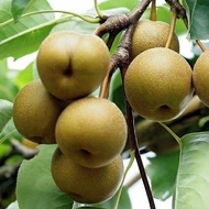 Bibit 5 Tanaman Pear Cokelat / Pear Asia / Pear Korea