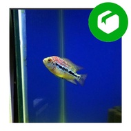 Ikan Louhan Kamfa f2 Ori Thailand Kamfa f3 Louhan Cencu Louhan Srd